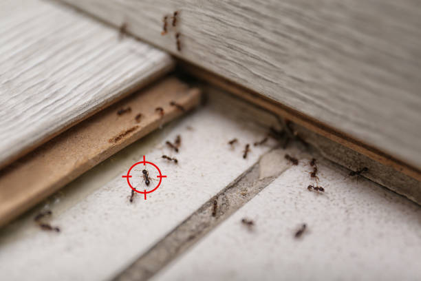Best Insect Control  in Millersville, PA